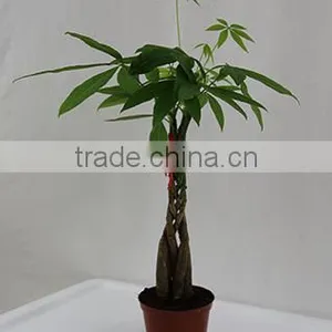 Five Braided Pachira Macrocarpa Aquatica Bonsai Money Tree Plant Indoor Ornamental Decorative Potted Plants Nursery Pachira thumbnail-2