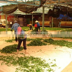 Viet Nam High Quality Black Tea thumbnail-4