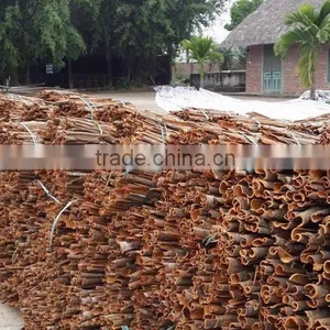VIETNAM CASSIA / CINNAMON thumbnail-4