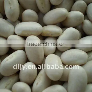 Japanese Type White Kidney Bean thumbnail-1