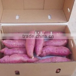 Sweet Potato thumbnail-1