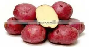 Best Red Potato From Pakistan thumbnail-1