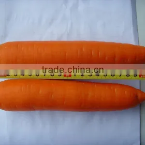 Fresh Carrot,fresh Vegetable thumbnail-1