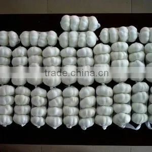 Fresh Garlic thumbnail-1