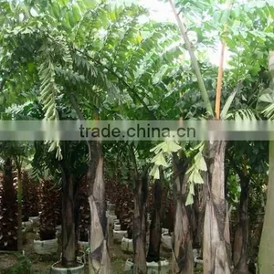 Wholesale Outdoor Decrotive Landscaping Ornamental Palm Caryota Urens L thumbnail-3