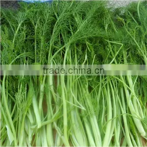 China Manufacturer Wholesale Fennel Powder Buying on thumbnail-6