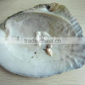Natural Chinese Freshwater Shell With Pearls thumbnail-1