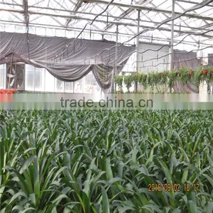 Green House For Agriculture Ventilation thumbnail-5