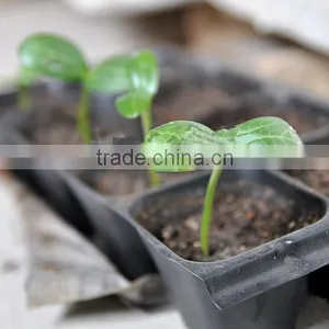 Growing Vegetable Transplants in Plug Seed Nursery Trays 8 Cell thumbnail-5