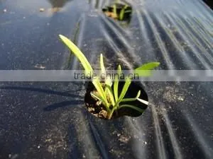 Agricultural Perforated Plastic Film Manufacturer thumbnail-1