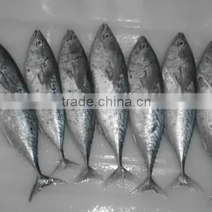 Bonito Tuna (Auxis Tapeionsoma) thumbnail-4