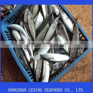 Whole Round Pacific Mackerel On Sale thumbnail-1