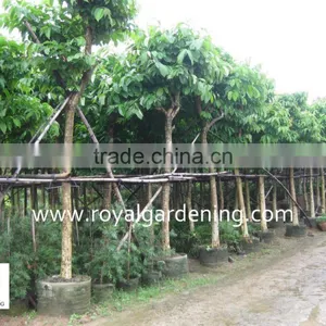 Lagerstroemia Speciosa Tropical Tree Dia 6-20cm,high 3-4m thumbnail-1