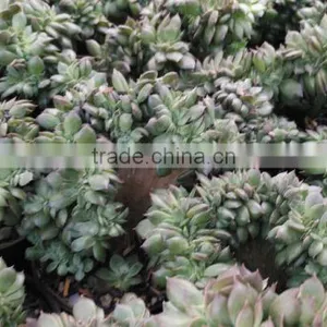 Echeveria Blackprince Crested Decorative Plants Echeveria, Succulent Plants, Tropical Plants thumbnail-1
