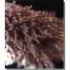 Enzyme Preparation-High Conversion Glucoamylase thumbnail-1