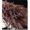 Enzyme Preparation-High Conversion Glucoamylase thumbnail-1