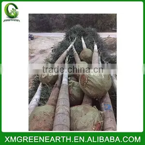Wodyetia Bifurcata (1) thumbnail-1