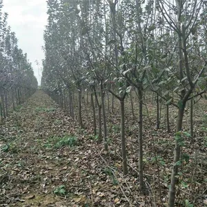 Prices of 3cm, 4cm, and 5cm Malus Micromalus, Price Quotation From the Place of Origin, High Survival Rate thumbnail-1