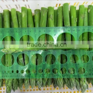 Frozen Fresh Green Asparagus thumbnail-2