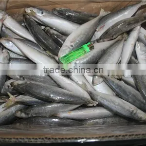 Horse Mackerel Price thumbnail-3
