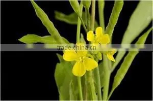 40ml Mustard Oil thumbnail-1
