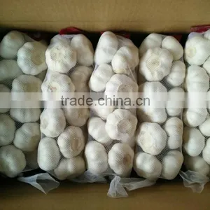 5.0CM Pure White Garlic thumbnail-1