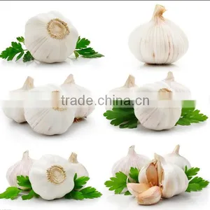 Super Pure White Garlic thumbnail-4