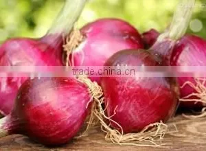 Frozen Onion thumbnail-1