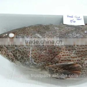 Grouper Whole Round thumbnail-3