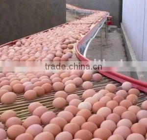 Central Egg Conveyor thumbnail-1