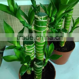 Dracaena Lotus Lucky Bamboo Planted in 3pcs 10cm + 15cm + 20cm Rooted in a 10cm Pot With Cocopeat Substrate thumbnail-4