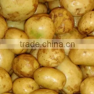 High Quality Potato From Pakistan thumbnail-1