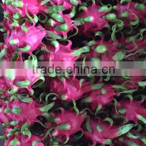 VIETNAM DRAGON FRUIT thumbnail-2