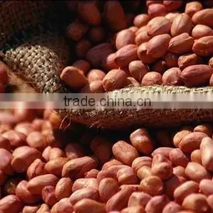 Chiness Peanut Kernel thumbnail-1
