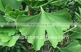 Ginkgo Biloba Extracts thumbnail-1