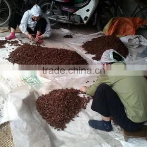 VIETNAM STAR ANISSED thumbnail-4
