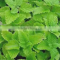 MELISSA ESSENTIAL OIL thumbnail-1