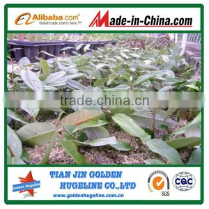 4-8mm Agriculture Perlite for Nursery Plants thumbnail-1