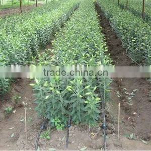 Drip Irrigation Tape With Double Line thumbnail-6
