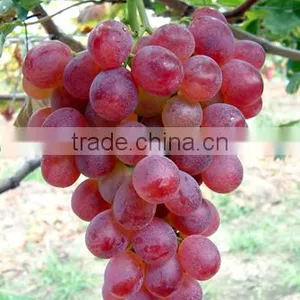 Chinese Liquid Humic Acid With Chelated Microelements Npk Manufacturers thumbnail-5