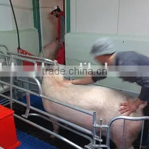 Breeding Pig Corral for Pig Farrowing Crate thumbnail-4