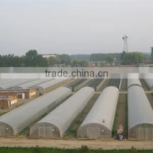 New Style Single Span Tunnel Greenhouse for Sale thumbnail-2