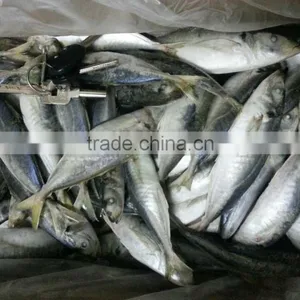 Frozen Mackerel Prices of Horse Mackerel thumbnail-1