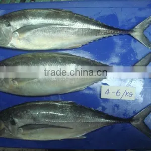 Horse Mackerel Size 4/6/ Horse Mackerel Fish thumbnail-4