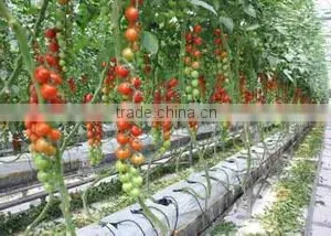 2017 Good Quality Hydroponic Tomato Greenhouse thumbnail-1