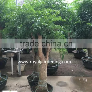 Heteropanax Fragrans High 1-2m thumbnail-4