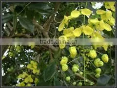 CASSIA FISTULA thumbnail-1