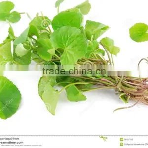 Centella Asiatica thumbnail-1