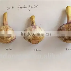 Factory Price Chinese Natural Red Garlic(normal White Garlic, Purple Garlic, White Garlic) thumbnail-2
