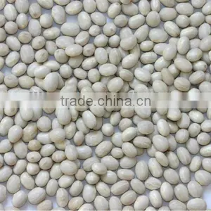 Round White Kidney Beans thumbnail-1